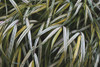 Leafy IV Poster Print by Elizabeth Urquhart - Item # VARPDX50721