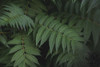 Leafy V Poster Print by Elizabeth Urquhart - Item # VARPDX50722