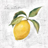 Le Citron on White Poster Print by Silvia Vassileva - Item # VARPDX51426