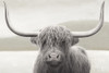 Highland Cow Neutral Poster Print by James Wiens - Item # VARPDX51630