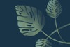 Monstera V Poster Print by Becky Thorns - Item # VARPDX52083
