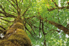 Big Leaf Maple Trees I Poster Print by Alan Majchrowicz - Item # VARPDX52757