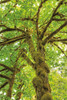 Big Leaf Maple Trees IV Poster Print by Alan Majchrowicz - Item # VARPDX52760