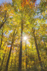 Autumn Foliage Sunburst III Poster Print by Alan Majchrowicz - Item # VARPDX52764