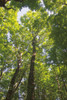 Hardwood Forest Canopy I Poster Print by Alan Majchrowicz - Item # VARPDX52767