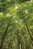 Hardwood Forest Canopy II Poster Print by Alan Majchrowicz - Item # VARPDX52768