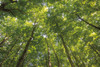 Hardwood Forest Canopy IV Poster Print by Alan Majchrowicz - Item # VARPDX52770