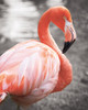 Flamingo I on BW Poster Print by Debra Van Swearingen - Item # VARPDX53202