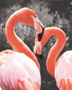 Flamingo II on BW Poster Print by Debra Van Swearingen - Item # VARPDX53203