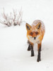 Red Fox III Poster Print by Aledanda Aledanda - Item # VARPDX53602