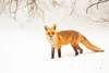 Red Fox IV Poster Print by Aledanda Aledanda - Item # VARPDX53603