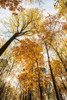 Towering Trees II Poster Print by Aledanda Aledanda - Item # VARPDX53650