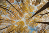 Towering Trees III Poster Print by Aledanda Aledanda - Item # VARPDX53651