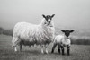 Islay Sheep I Poster Print by Laura Marshall - Item # VARPDX53672