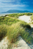 Oregon Dunes Grass Poster Print by Alan Majchrowicz - Item # VARPDX53745