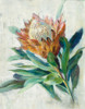 Protea Poster Print by Danhui Nai - Item # VARPDX54076