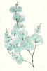 Eucalyptus Branch III Poster Print by Chris Paschke