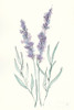 Lavender III Poster Print by Chris Paschke