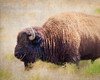 Buffalo II Poster Print by Debra Van Swearingen - Item # VARPDX55163