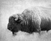Buffalo II BW Poster Print by Debra Van Swearingen - Item # VARPDX55165