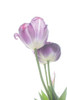 Tulip Time III Poster Print by Aledanda Aledanda - Item # VARPDX55238