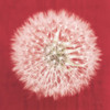 Dandelion on Red I Poster Print by Aledanda Aledanda - Item # VARPDX55244