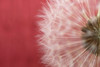 Dandelion on Red III Poster Print by Aledanda Aledanda - Item # VARPDX55246
