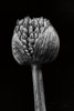 Allium I Poster Print by Aledanda Aledanda - Item # VARPDX55258