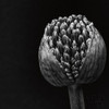 Allium II Poster Print by Aledanda Aledanda - Item # VARPDX55259