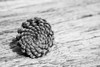 Pinecone Poster Print by Aledanda Aledanda - Item # VARPDX55300