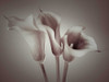 Close-up of three white Calla Lilies, Studio Shot Poster Print by Assaf Frank - Item # VARPDXAF20081028033C07