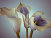 Close-up of three white Calla Lilies, Studio Shot Poster Print by Assaf Frank - Item # VARPDXAF20081028038C02