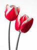 Fresh and beautiful Tulips on white background, FTBR-1819 Poster Print by Assaf Frank - Item # VARPDXAF20100422053C04