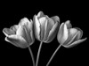 Tulip flowers on black background, FTBR-1793 Poster Print by Assaf Frank - Item # VARPDXAF20100428087C08