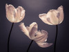 Three Tulips, FTBR-1824 Poster Print by Assaf Frank - Item # VARPDXAF20120509197C06