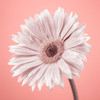 Gerbera Flower - FTBR-1929 Poster Print by Assaf Frank