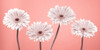 Four Gerberas, FTBR-1884 Poster Print by Assaf Frank - Item # VARPDXAF20120914101C02