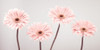 Four Gerberas, FTBR-1885 Poster Print by Assaf Frank - Item # VARPDXAF20120914113C01