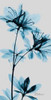 Blue Azalea Poster Print by Albert Koetsier
