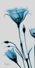 Blue Gentian Poster Print by Albert Koetsier - Item # VARPDXAK5PL025B