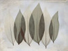 Coculus Leaf L348 Poster Print by Albert Koetsier - Item # VARPDXAK5RC003A