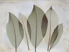 Magnolia Leaf Poster Print by Albert Koetsier - Item # VARPDXAK5RC003F