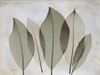 Magnolia Leaf Poster Print by Albert Koetsier - Item # VARPDXAK5RC003F