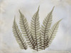 Fern Poster Print by Albert Koetsier - Item # VARPDXAK5RC003H
