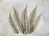 Fern Poster Print by Albert Koetsier - Item # VARPDXAK5RC003H