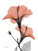 Soft Hibiscus Poster Print by Albert Koetsier - Item # VARPDXAK5RC004A3