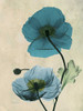 Iceland Poppy Poster Print by Albert Koetsier