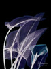 Lily Xray Poster Print by Albert Koetsier - Item # VARPDXAK5RC036B