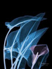 Blue Purple Calla Poster Print by Albert Koetsier - Item # VARPDXAK5RC036D