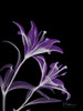 Purple Lily Poster Print by Albert Koetsier - Item # VARPDXAK5RC037A